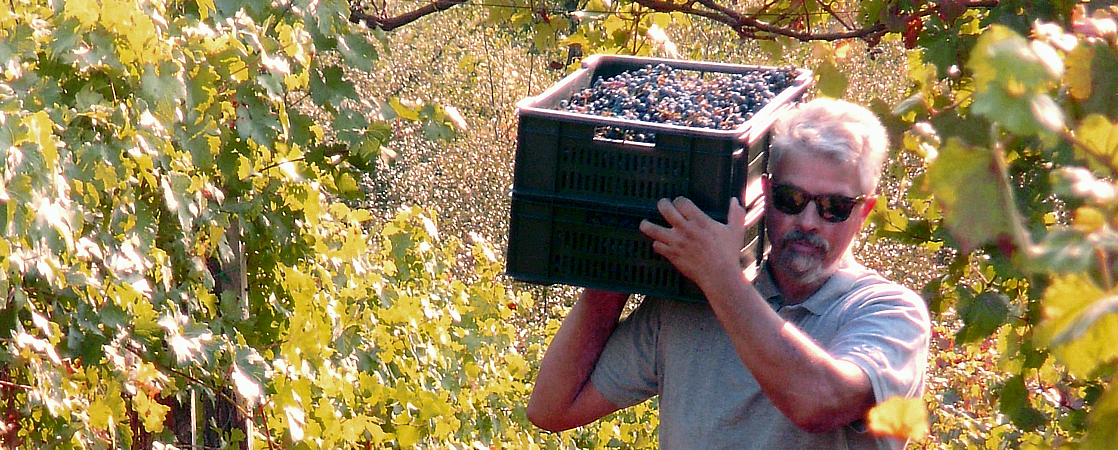 Weingut Dragoslav Ivanovic