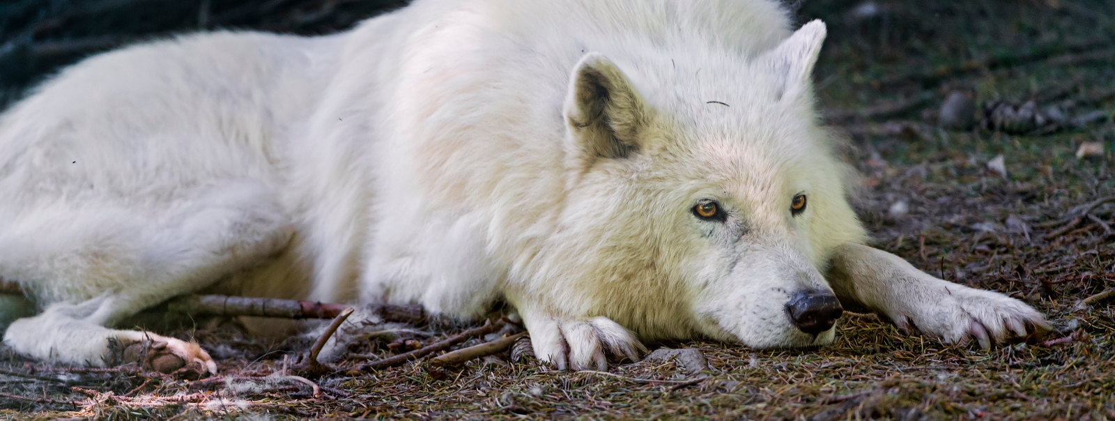 Samovino Wolf Wein aus Serbien